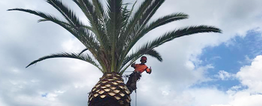 Logzilla Treeworx, Central Coast tree pruning and maintenance